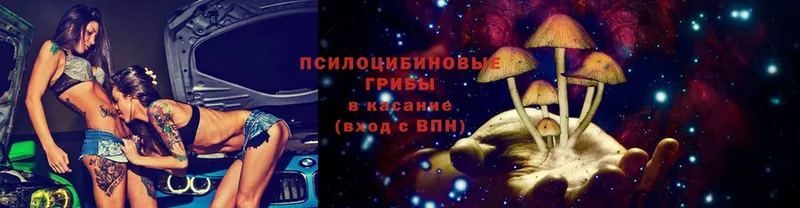 что такое   Кизилюрт  Галлюциногенные грибы Psilocybe 